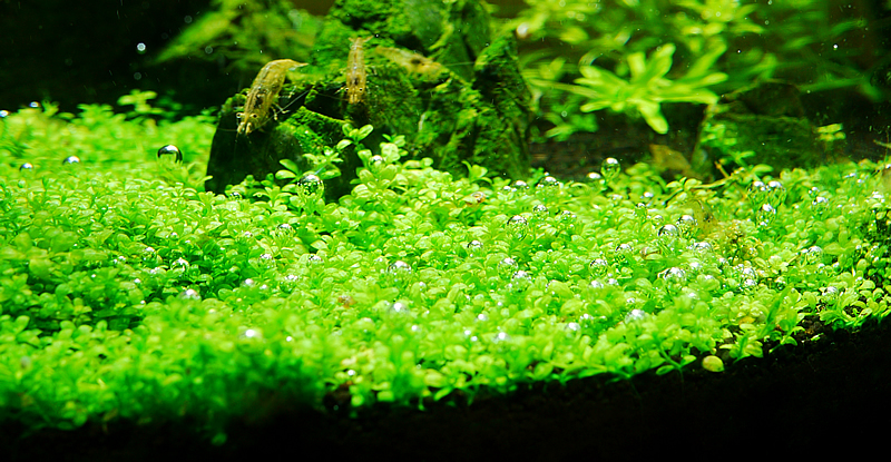 水草とミナミヌマエビ